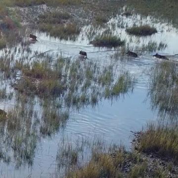 Feral hogs foraging