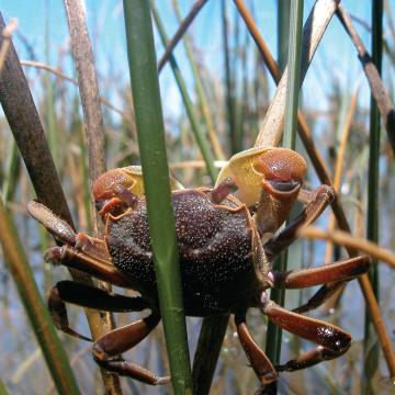 silliman he wetland grazing photo 