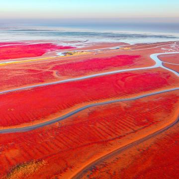 Red Marshes
