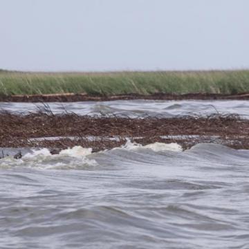 silliman marsh erosion oiling image 1