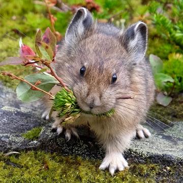 vole walking in forest eating plants