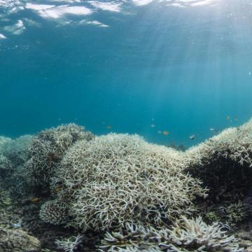 coral bleaching